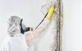 Best Mold Damage Restoration  in The Woodlands, TX